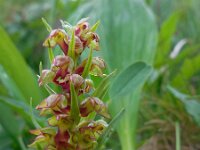 Dactylorhiza viride 17, Groene nachtorchis, Saxifraga-Ed Stikvoort