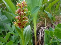 Dactylorhiza viride 18, Groene nachtorchis, Saxifraga-Ed Stikvoort