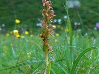 Dactylorhiza viride 19, Groene nachtorchis, Saxifraga-Ed Stikvoort