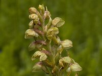 Dactylorhiza viride 2, Groene nachtorchis, Saxifraga-Jan van der Straaten