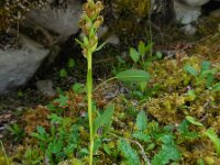 Dactylorhiza viride 20, Groene nachtorchis, Saxifraga-Ed Stikvoort