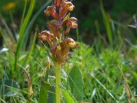 Dactylorhiza viride 21, Groene nachtorchis, Saxifraga-Ed Stikvoort