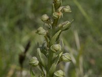 Dactylorhiza viride 22, Groene nachtorchis, Saxifraga-Willem van Kruijsbergen