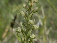 Dactylorhiza viride 23, Groene nachtorchis, Saxifraga-Willem van Kruijsbergen