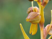 Dactylorhiza viride 24, Groene nachtorchis, Saxifraga-Hans Dekker