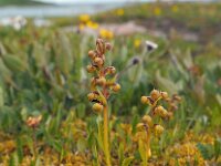Dactylorhiza viride 25, Groene nachtorchis, Saxifraga-Hans Dekker