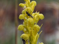 Dactylorhiza viride 26, Groene nachtorchis, Saxifraga-Hans Dekker