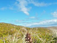 Dactylorhiza viride 27, Groene nachtorchis, Saxifraga-Hans Dekker