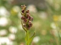 Dactylorhiza viride 29, Groene nachtorchis, Saxifraga-Luuk Vermeer