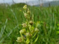 Dactylorhiza viride 3, Groene nachtorchis, Saxifraga-Kees Laarhoven