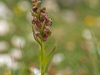 Dactylorhiza viride 32, Groene nachtorchis, Saxifraga-Luuk Vermeer