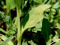 Dactylorhiza viride 34, Groene nachtorchis, Saxifraga-Sonja Bouwman  936. Groene nachtorchis - Dactylorhiza viridis - Orchidaceae familie (i)