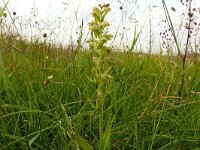 Dactylorhiza viride 35, Groene nachtorchis, Saxifrga-Hans Grotenhuis