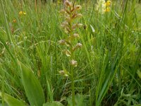 Dactylorhiza viride 36, Groene nachtorchis, Saxifraga-Ed Stikvoort