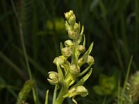 Dactylorhiza viride 4, Groene nachtorchis, Saxifraga-Jan van der Straaten