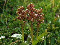 Dactylorhiza viride 5, Groene nachtorchis, Saxifraga-Hans Dekker