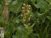Dactylorhiza viride 6, Groene nachtorchis, Saxifraga-Willem van Kruijsbergen