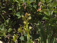 Dactylorhiza viride 7, Groene nachtorchis, Saxifraga-Willem van Kruijsbergen