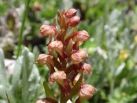 Dactylorhiza viride 8, Groene nachtorchis, Saxifraga-Jan Willem Jongepier