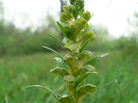 Dactylorhiza viride 9, Groene nachtorchis, Saxifraga-Jan Willem Jongepier