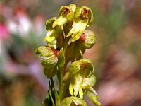 Dactylorhiza viridis 16, Groene nachtorchis, Saxifraga-Hans Dekker