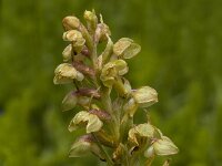 Dactylorhiza viridis 2, Groene nachtorchis, Saxifraga-Jan van der Straaten