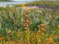 Dactylorhiza viridis 25, Groene nachtorchis, Saxifraga-Hans Dekker