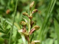 Dactylorhiza viridis 33, Groene nachtorchis, Saxifraga-Sonja Bouwman  936. Groene nachtorchis - Dactylorhiza viridis - Orchidaceae familie (i) Gerendal