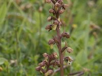 Dactylorhiza viridis 37, Groene nachtorchis, Saxifraga-Willem van Kruijsbergen