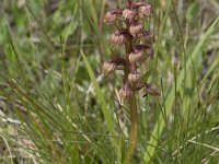 Dactylorhiza viridis 38, Groene nachtorchis, Saxifraga-Willem van Kruijsbergen