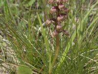 Dactylorhiza viridis 39, Groene nachtorchis, Saxifraga-Willem van Kruijsbergen