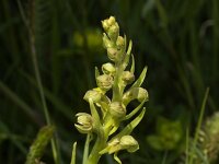 Dactylorhiza viridis 4, Groene nachtorchis, Saxifraga-Jan van der Straaten