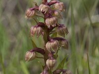 Dactylorhiza viridis 40, Groene nachtorchis, Saxifraga-Willem van Kruijsbergen