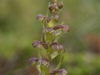 Dactylorhiza viridis 41, Groene nachtorchis, Saxifraga-Willem van Kruijsbergen