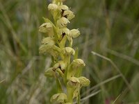 Dactylorhiza viridis 42, Groene nachtorchis, Saxifraga-Willem van Kruijsbergen