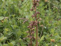 Dactylorhiza viridis 43, Groene nachtorchis, Saxifraga-Willem van Kruijsbergen