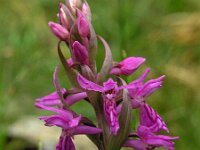 Dactylorhiza wirtgenii  2, Saxifraga-Hans Dekker