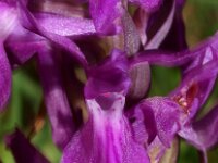 Dactylorhiza wirtgenii  4, Saxifraga-Hans Dekker