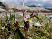 Damasonium bourgaei 3, Saxifraga-Ed Stikvoort : west van Carvoeiro