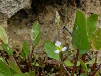 Damasonium bourgaei 5, Saxifraga-Ed Stikvoort : west van Carvoeiro s9900