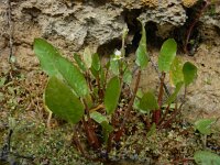 Damasonium bourgaei 8, Saxifraga-Ed Stikvoort : west van Carvoeiro s9900