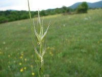 Danthonia alpina 3, Saxifraga-Jasenka Topic