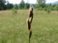 Danthonia decumbens 2, Tandjesgras, Saxifraga-Jasenka Topic