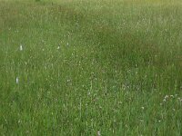 Danthonia decumbens 5, Tandjesgras, Saxifraga-Hans Boll