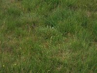 Danthonia decumbens 8, Tandjesgras, Saxifraga-Hans Boll