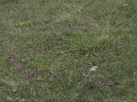 Daphne cneorum 10, Saxifraga-Willem van Kruijsbergen