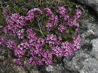 Daphne cneorum 16, Saxifraga-Willem van Kruijsbergen