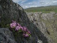 Daphne cneorum 23, Saxifraga-Willem van Kruijsbergen