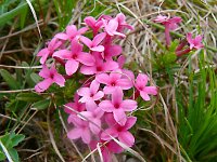 Daphne cneorum 38, Saxifraga-Hans Grotenhuis