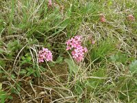Daphne cneorum 39, Saxifraga-Hans Grotenhuis